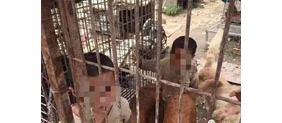 【拍客】6岁小兄妹被关荒地狗笼 与狗吃住