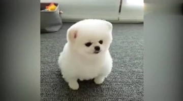 这是什么狗，太可爱了，简直萌翻了！