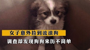 女子意外捡到流浪狗，越养越不对劲，调查竟发现狗狗来历不简单