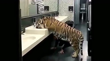 老虎跑到公共卫生间洗手盆喝水，男子淡定路过