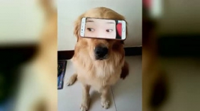 爱自拍的女主人，汪星人成了她的移动自拍杆