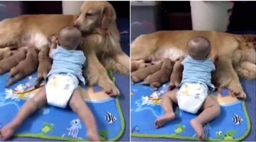 可爱宝宝看见金毛给幼崽喂奶，接下来一幕让妈妈忍不住拍照