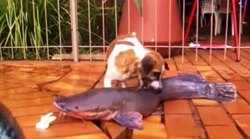 狗狗几次跳入水塘，硬是把条大鱼给拽了上来