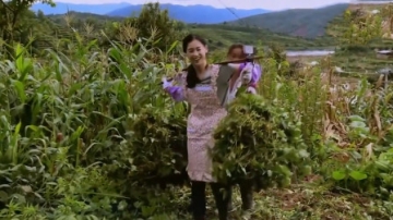 众明星挑担，黄圣依和“婆婆”割猪草，第一次挑担结果挑不动！