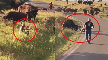实拍：美国女子遭水牛袭击被甩飞！裤子被“抢走”！