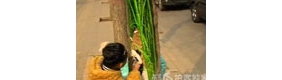 “树洞画女孩”又添新作街道成城市景点