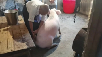 实拍农村杀猪，老屠夫用7代单传的古法宰杀500斤大肥猪，有何妙处？