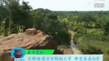 奇闻怪事  巨蟒路遇蚂蚁大军, 瞬间变白骨