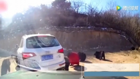 八达岭野生动物园轿车遭黑熊围堵 小熊爬上车顶踩出两个坑