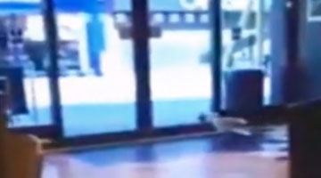 成精了！海鸥进店偷零食 扇翅膀打开感应门