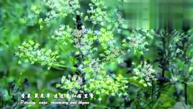 三首婉约唯美的女声吟唱歌曲，空灵清澈！