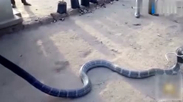 3.7米长眼睛王蛇入村庄问人找水喝！