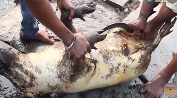 印度人是这样杀猪吃肉