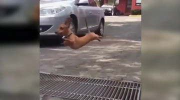 爆笑恶搞 狗狗要飞的节奏