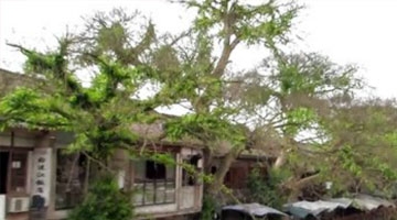 成都邛崃市平乐古镇白沫江边：千年古榕树