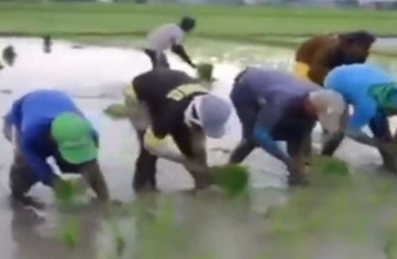 边唱歌边插秧 动作整齐划一 原来干活还能这么欢乐！