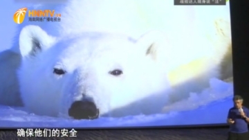 实拍北极熊捕食，北极熊嗅到水下海豹的踪迹，隔着冰面开始追击