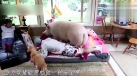 男子和母猪结婚，我也是醉了