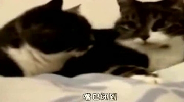 神配音恶搞动物，我不信你不笑