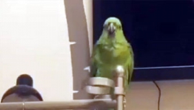 成了精的鸟：恭喜发财，红包拿来