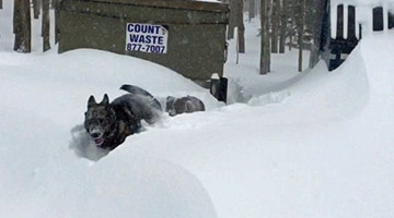 牧羊犬雪中救同伴