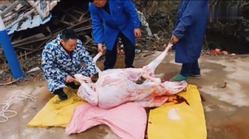 实拍农村杀牛，花4300买来的牛犊子能出多少肉，感觉老板要亏本了
