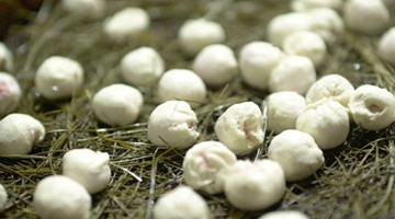 湖州大妈用松毛蒸汤包 味道堪比天津狗不理包子！