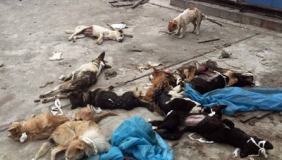 【拍客】实拍高校疑将实验狗遗弃 狗狗伤口流血抽搐