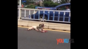 【拍客】实拍威海一汽车拖行虐狗