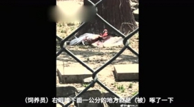 石家庄动物园丹顶鹤被打出血 饲养员已停职
