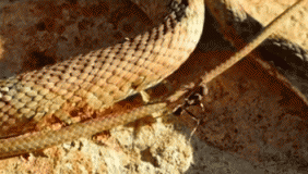 实拍蚂蚁"单条"整条大蛇! 孤身拖行蛇身看傻众人