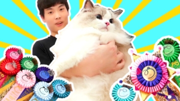 abbey小熙VLOG 带摸摸提参加国际猫展获得了全场冠军