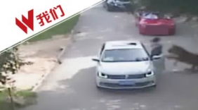 八达岭老虎伤人案将开庭:两分钟看事件始末