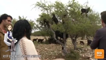 这里的羊很厉害，全都喜欢爬树，母猪：我还不会呢！