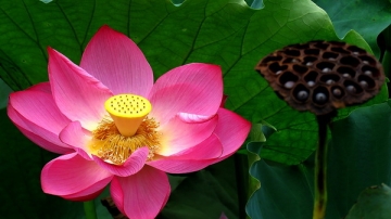 2018年四川广元湿地公园：又闻荷花开