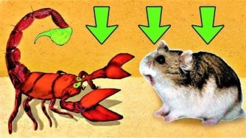 牛人设计惊险的赛道，仓鼠宝宝你可要加油啊