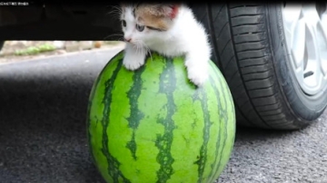 减压实验：外国牛人把方便面、西瓜等放在车轮下碾压 请勿模仿