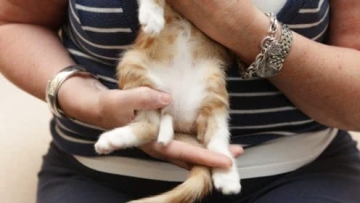 国外发现只有6条腿的猫！专家：另外2条来自亲兄弟！