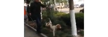 【拍客】实拍两男子当街虐狗 嬉笑!无视路人