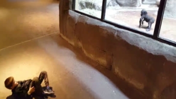 激萌！外国小男孩逛动物园 心情太美他和大猩猩跳起了舞