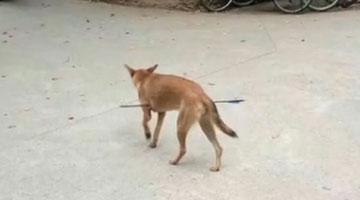 太残忍！大学校园流浪狗被箭射穿肚子 满地血迹