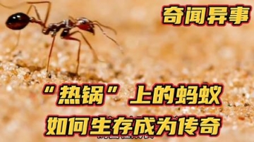 奇闻异事：“热锅”上的蚂蚁，如何生存，成为一个传奇