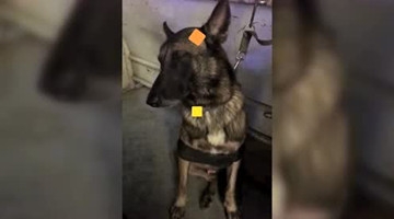 地铁警犬工作完累到瞌睡 有点萌也有点心疼