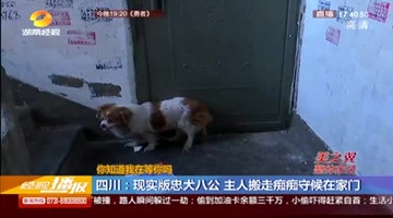 现实版忠犬八公 主人搬走小狗痴痴守候在家门