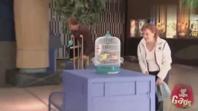 国外爆笑街头恶搞：路人帮看宠物小鸟，却被奇葩大叔误吞下肚