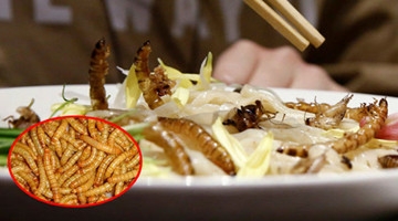 昆虫面4小时卖100碗