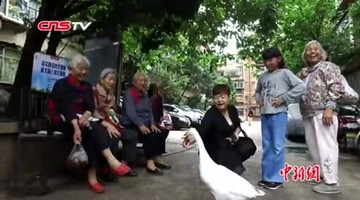 大白鹅当宠物养 昆明一阿姨街上“遛鹅”走红