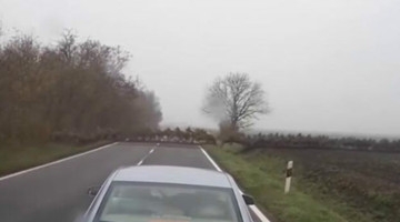 自然奇观！匈牙利数百野鹿过马路致交通瘫痪