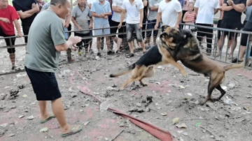实拍河南农村狗市：德牧大战马犬，村民大呼过瘾，看看最后谁赢了