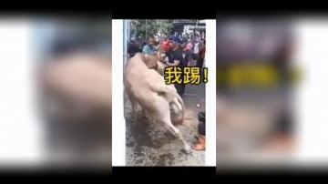 被牛反S的宰牛人。这是一个真实的视频，一个宰牛人准备对牛做最后固定时，被牛一记侧踢KO！